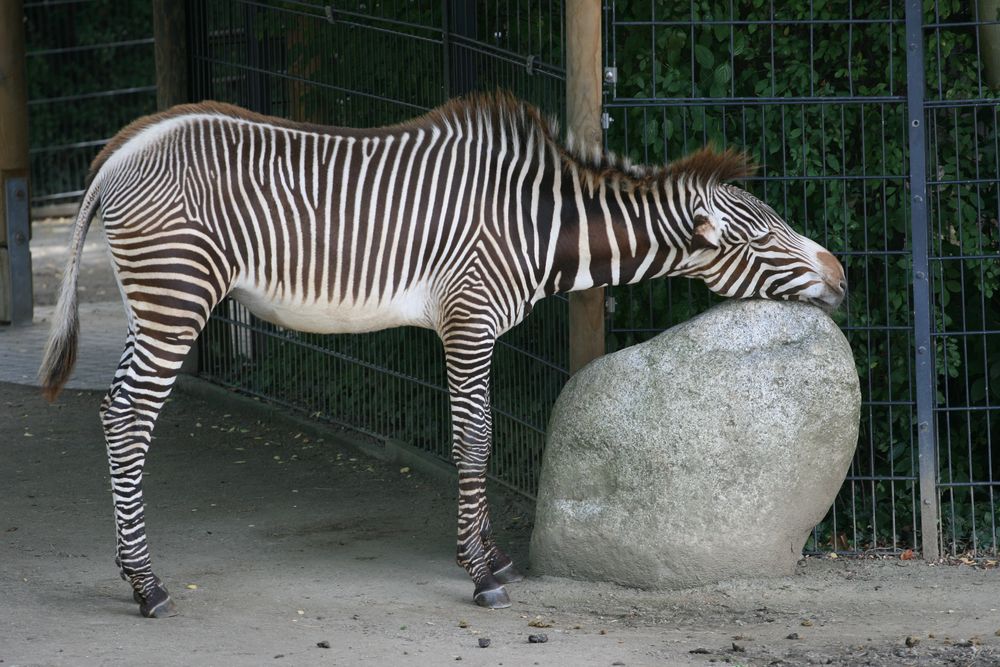 Zebra 2012