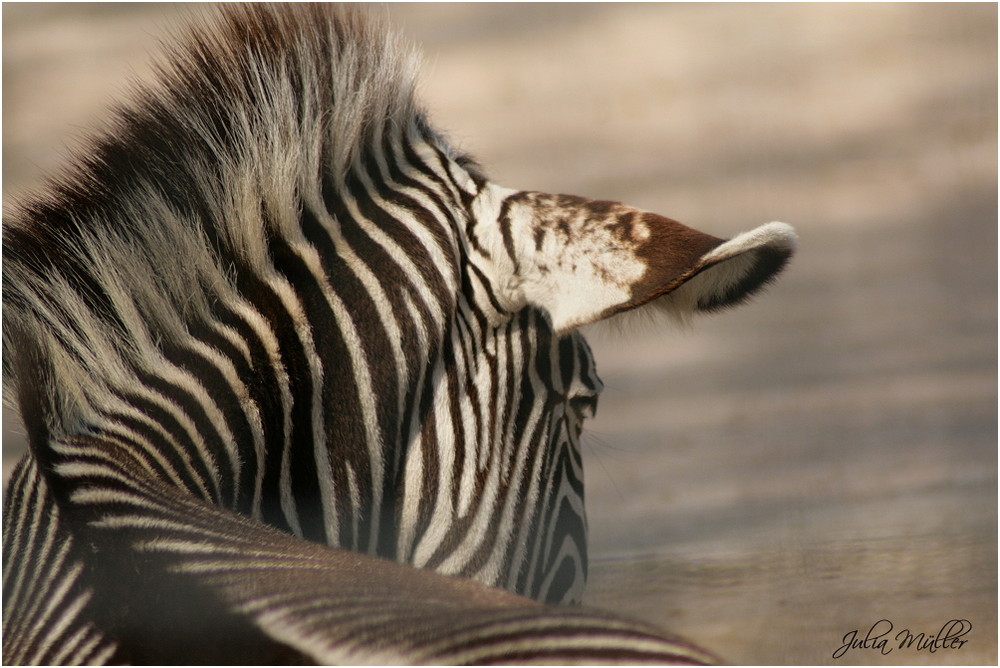 Zebra