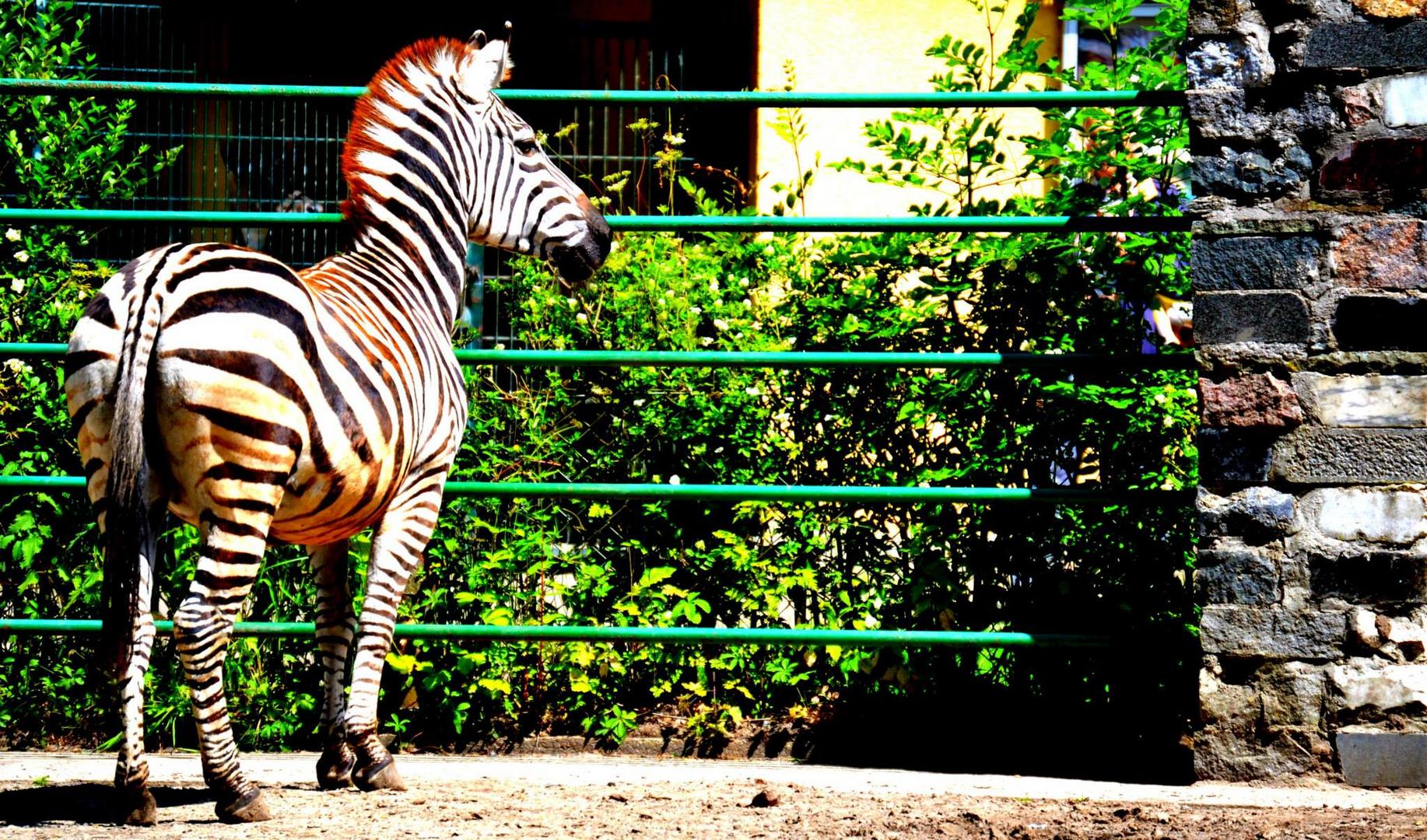 Zebra