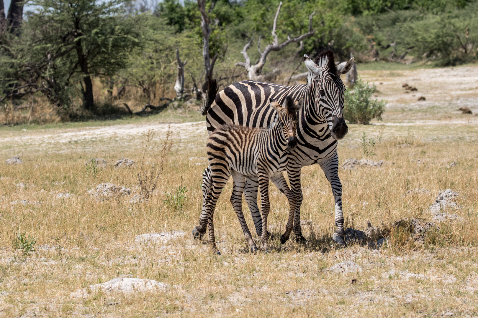 Zebra