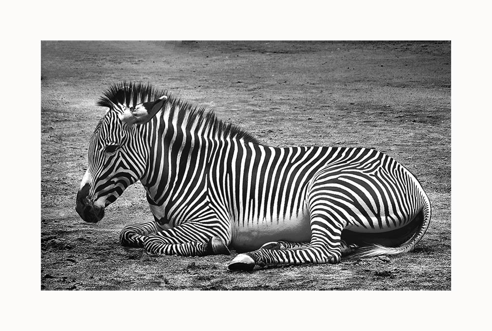 zebra