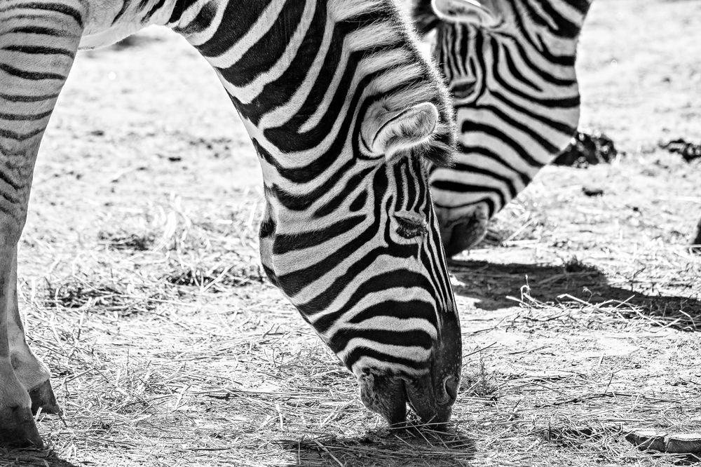 Zebra