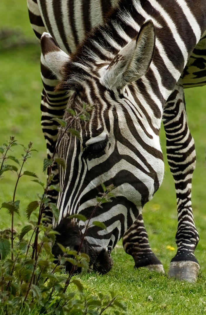 Zebra