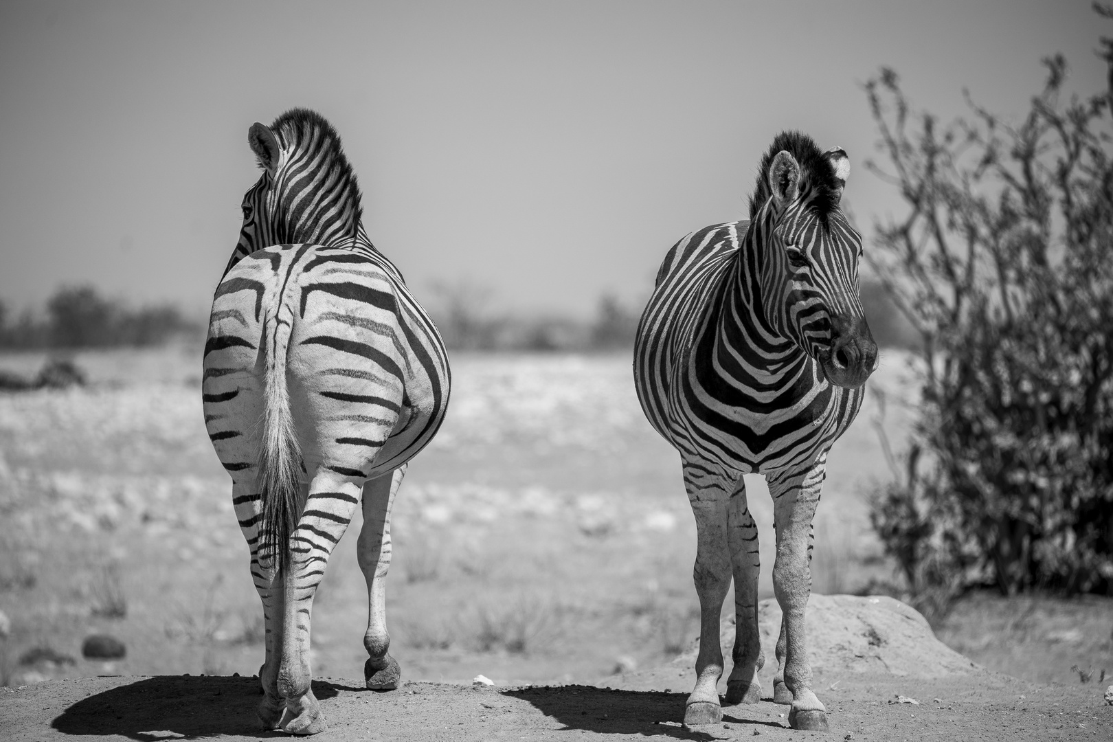 Zebra