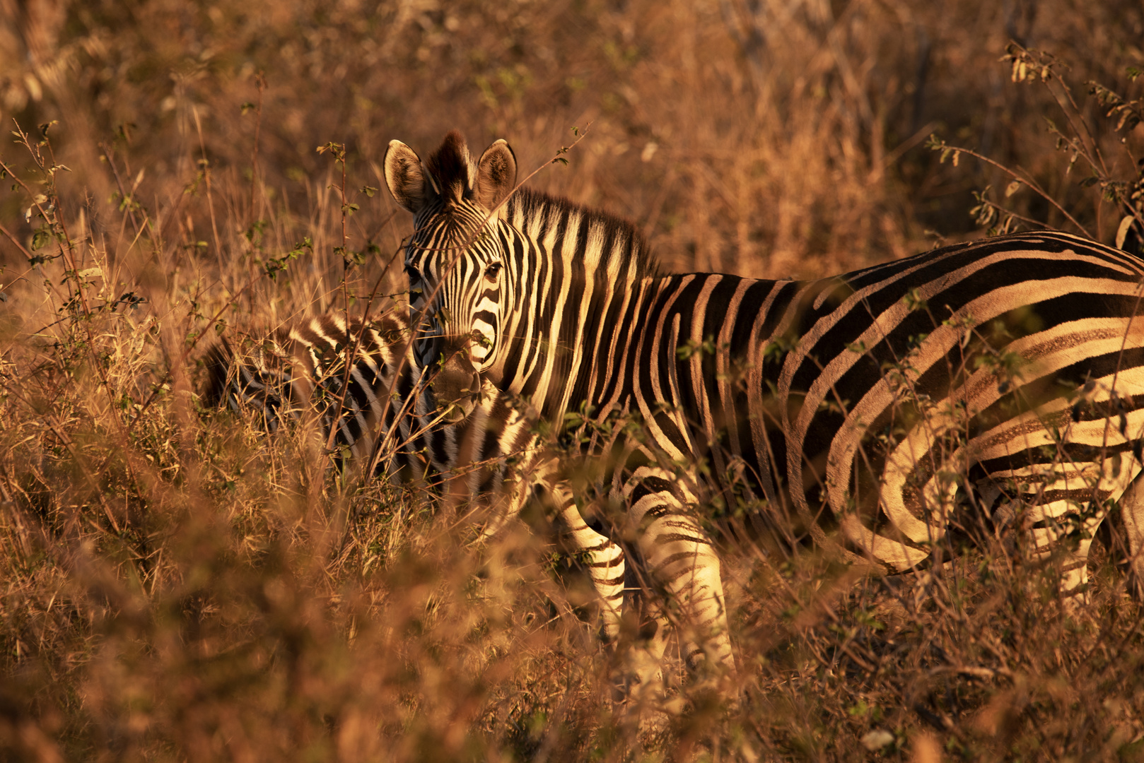 Zebra