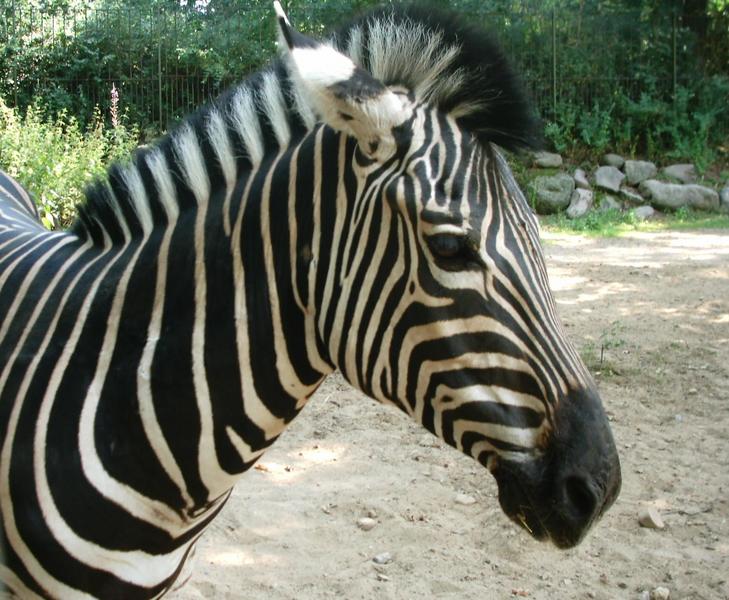 Zebra