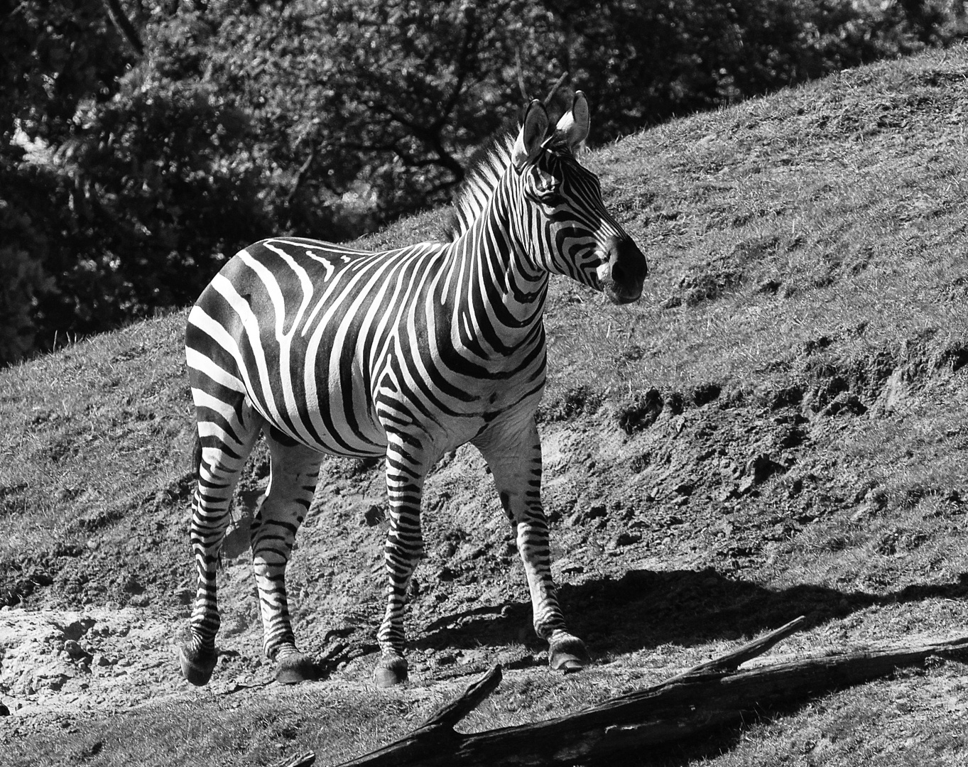 Zebra