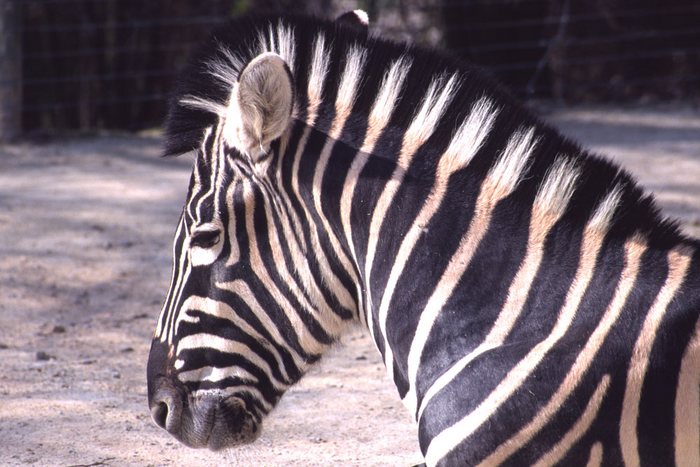 Zebra