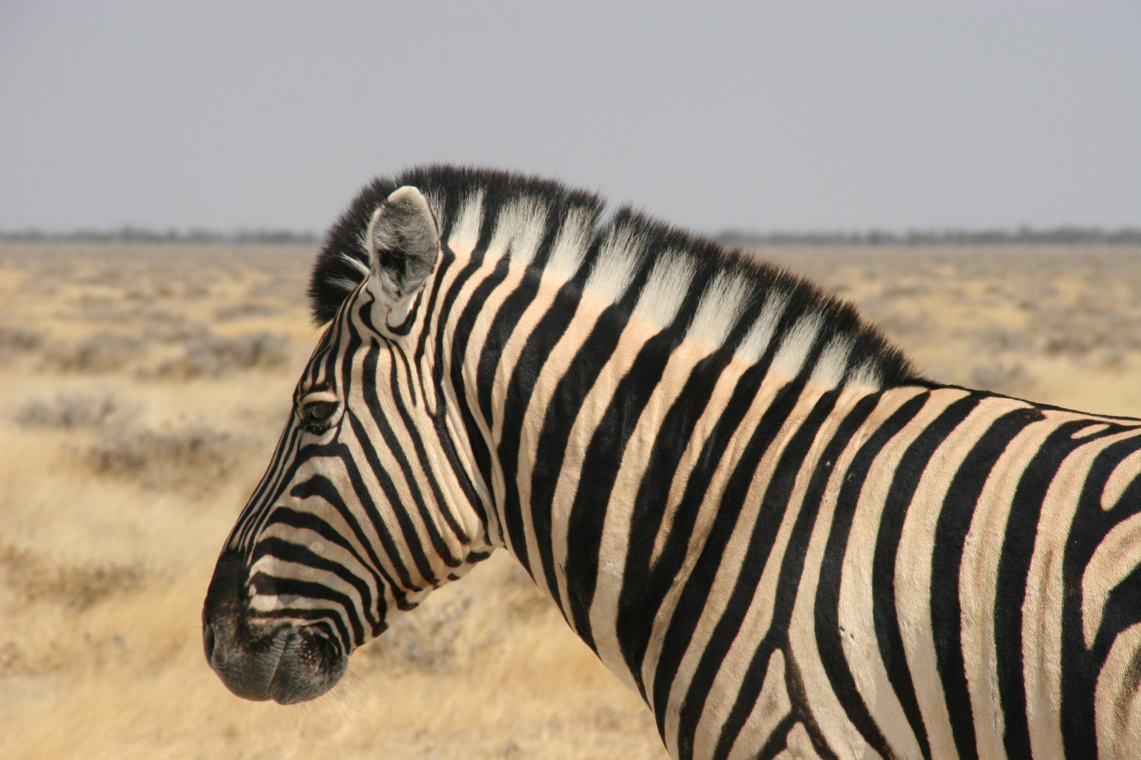 Zebra