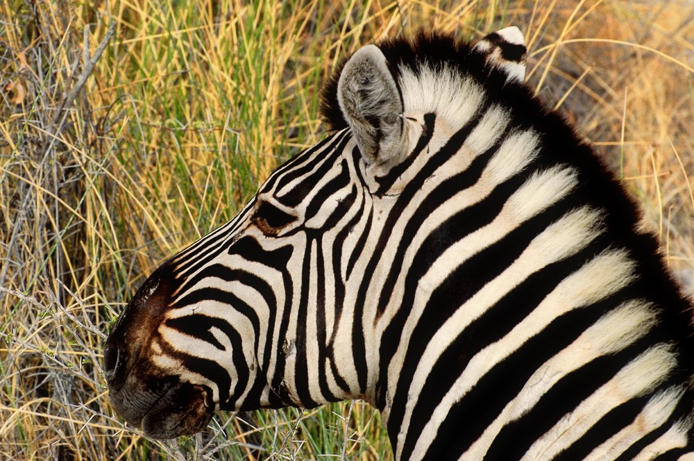 Zebra