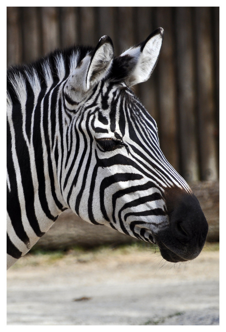 Zebra