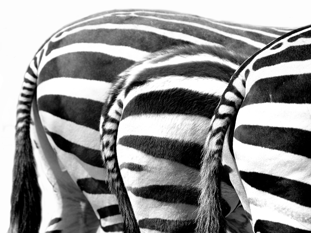 Zebra 3