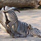 zebra 3