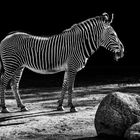 Zebra (3)