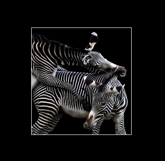 Zebra (3)