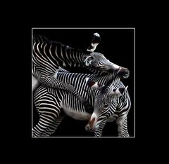 Zebra (3)