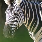 zebra