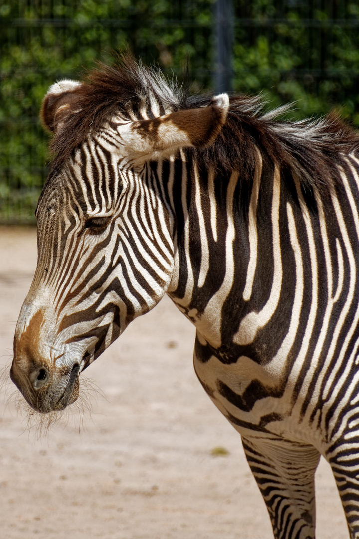 Zebra