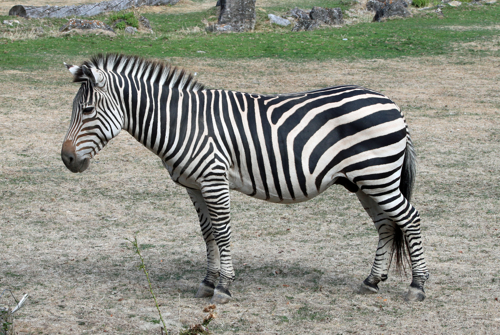 Zebra