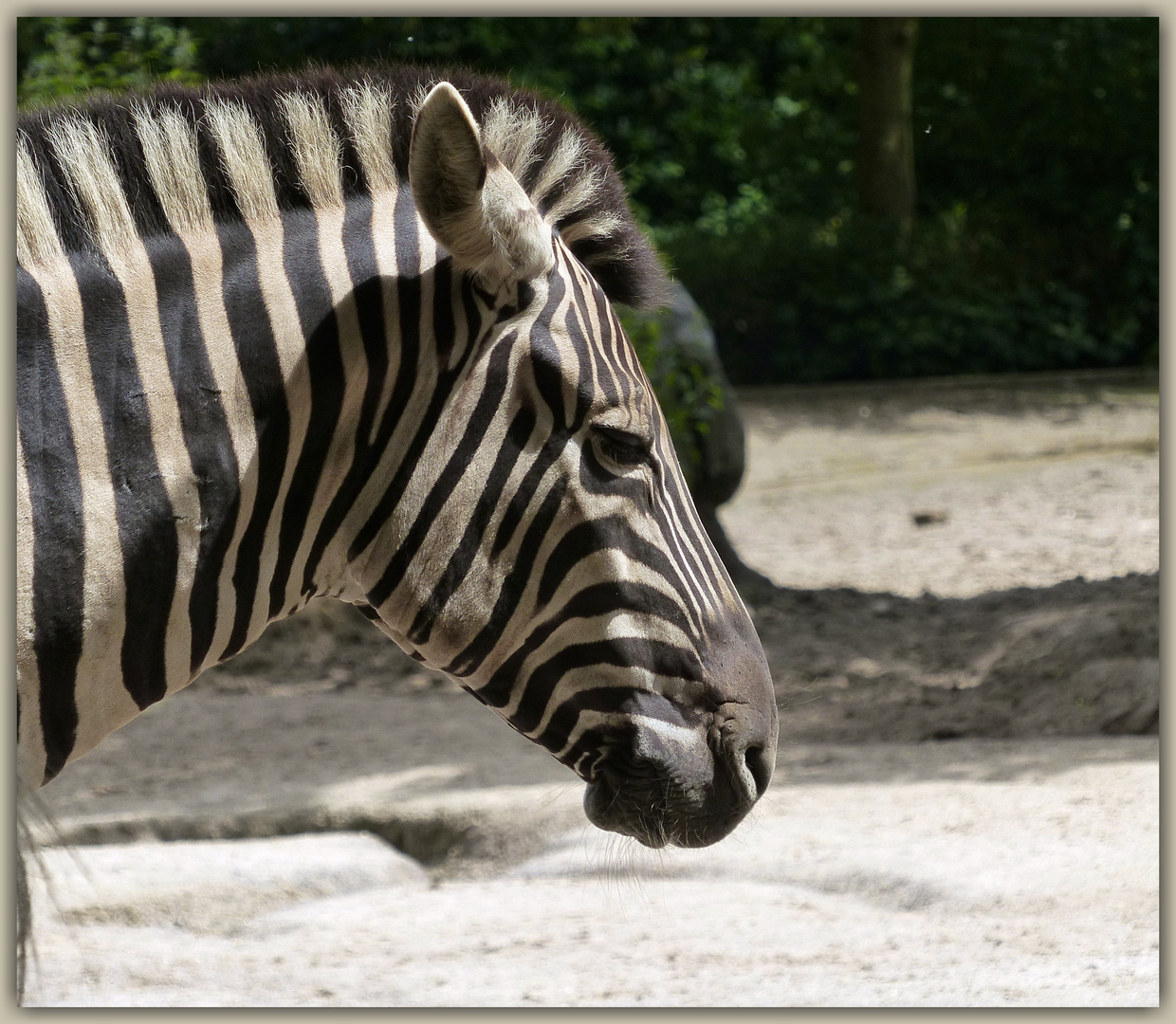 ~ ZEBRA ~