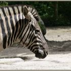 ~ ZEBRA ~