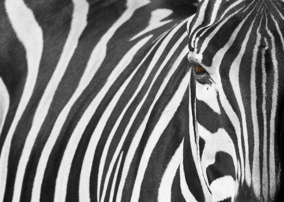 Zebra