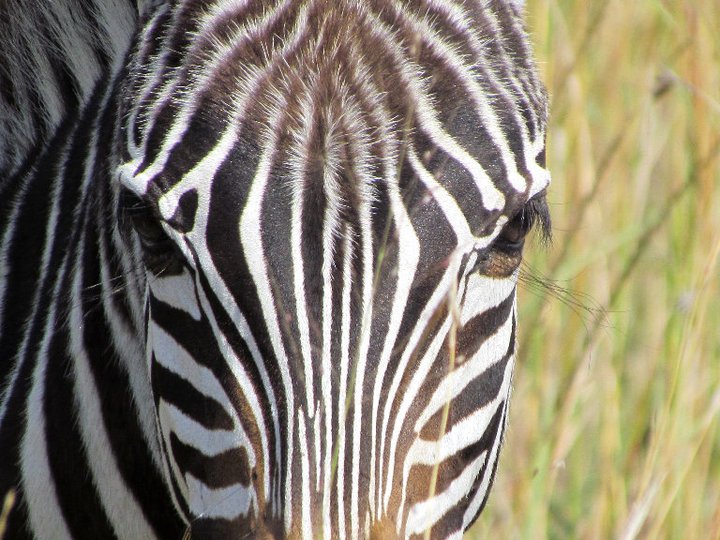 zebra...