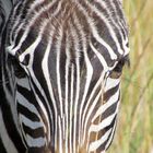 zebra...