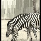 zebra