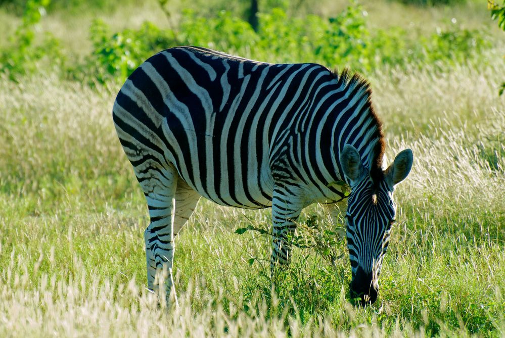 Zebra von Kaiserseder Diethard 