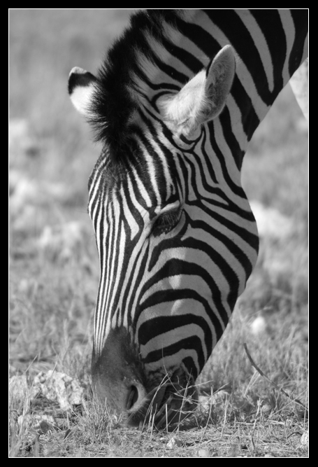 Zebra