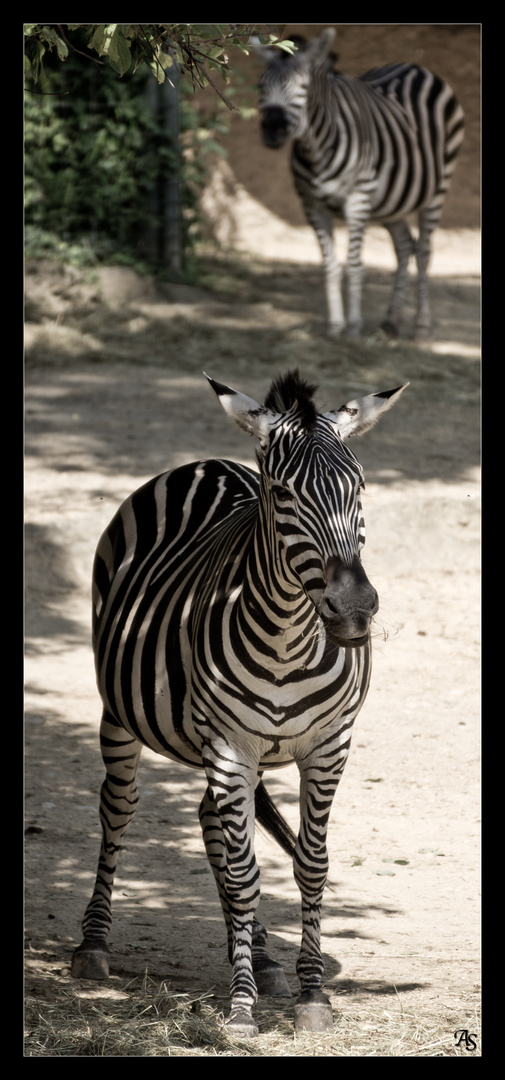 Zebra