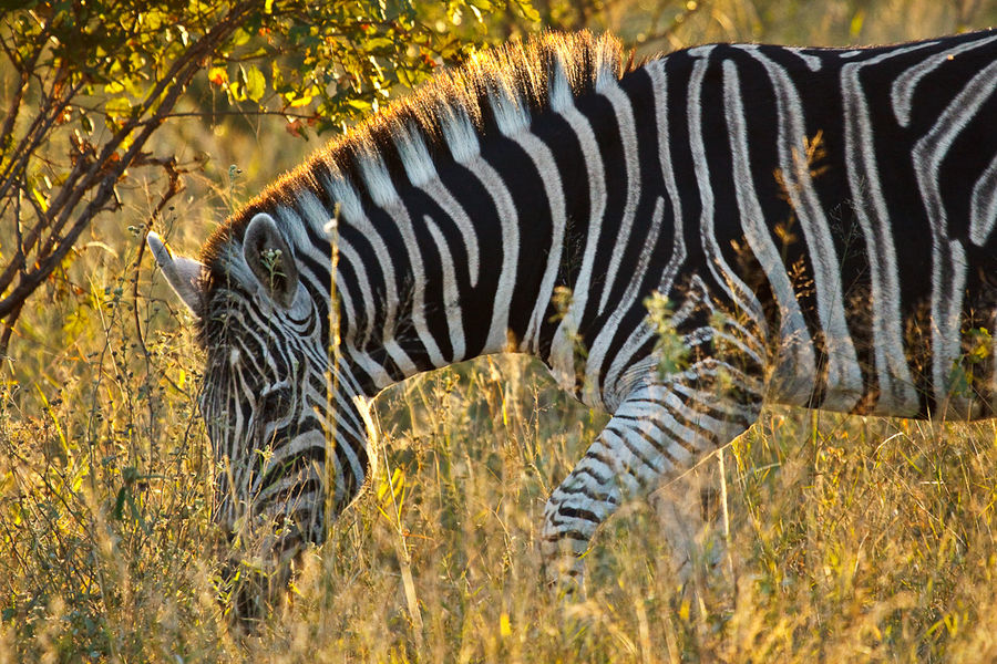 Zebra