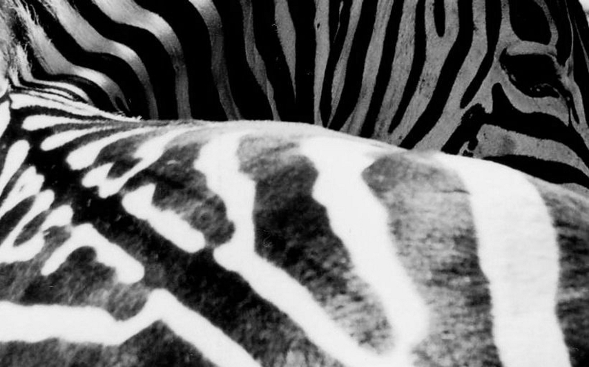 zebra