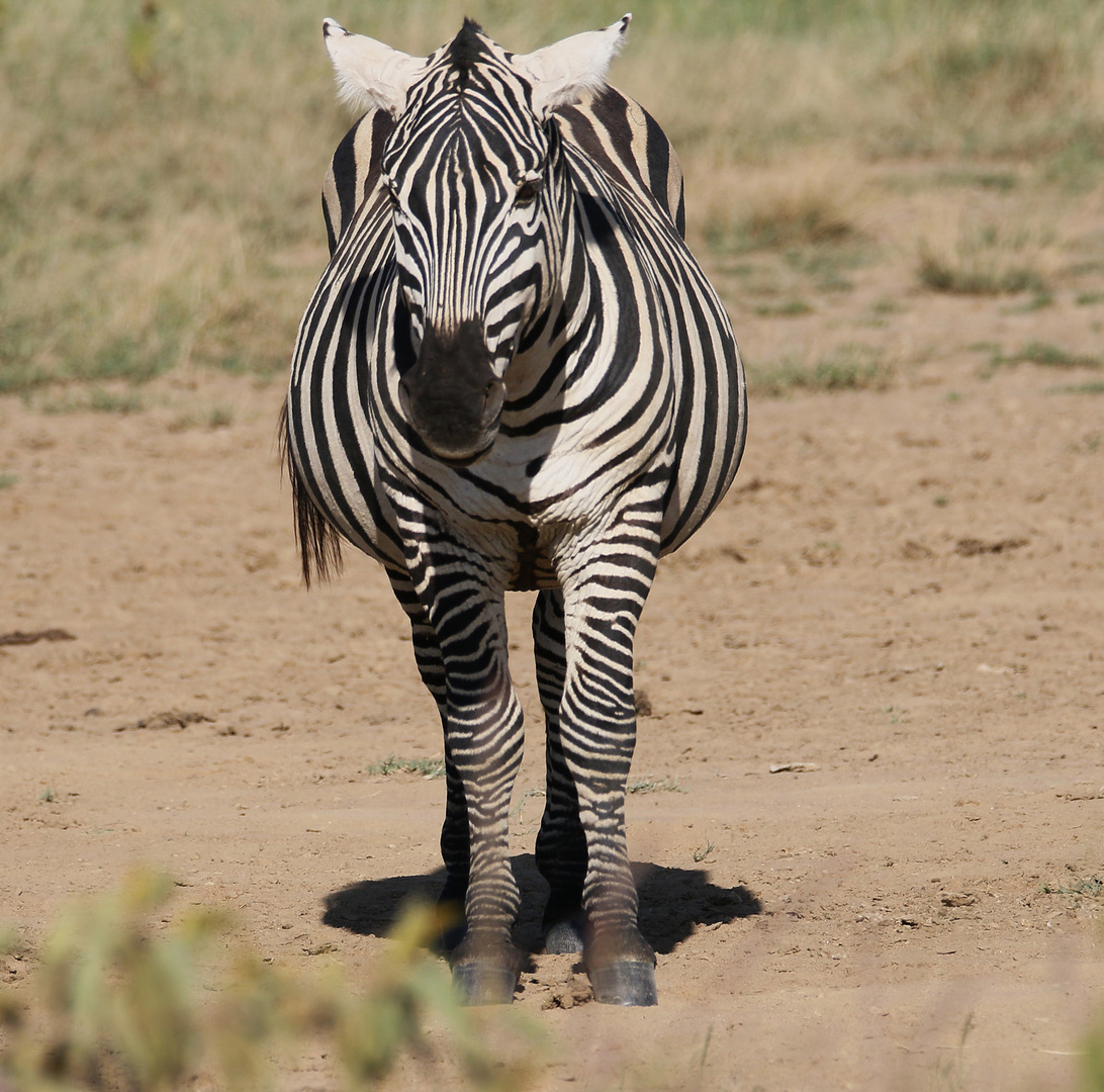 Zebra 