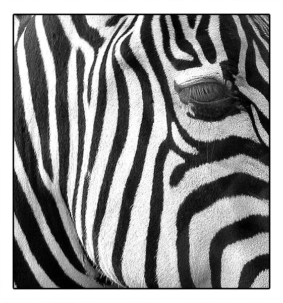 Zebra