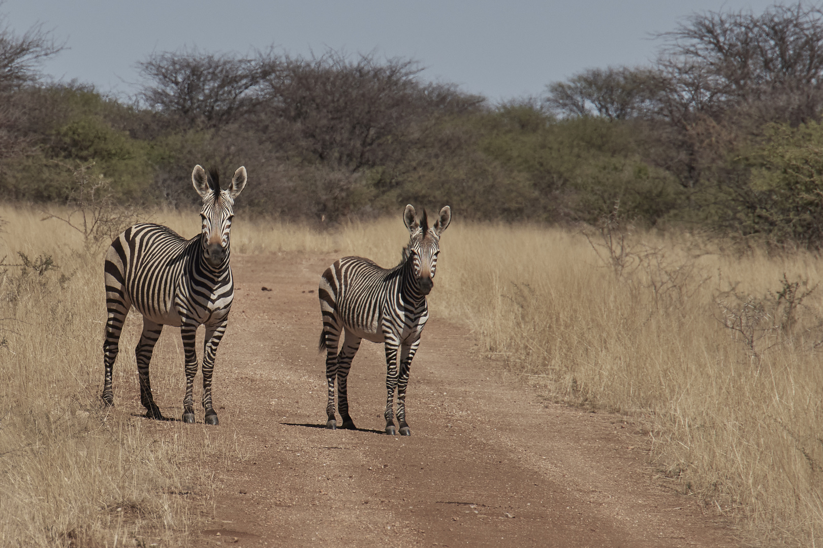 Zebra