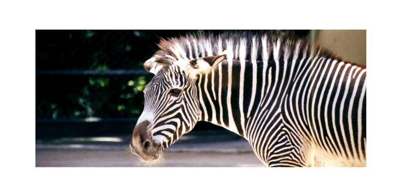 Zebra