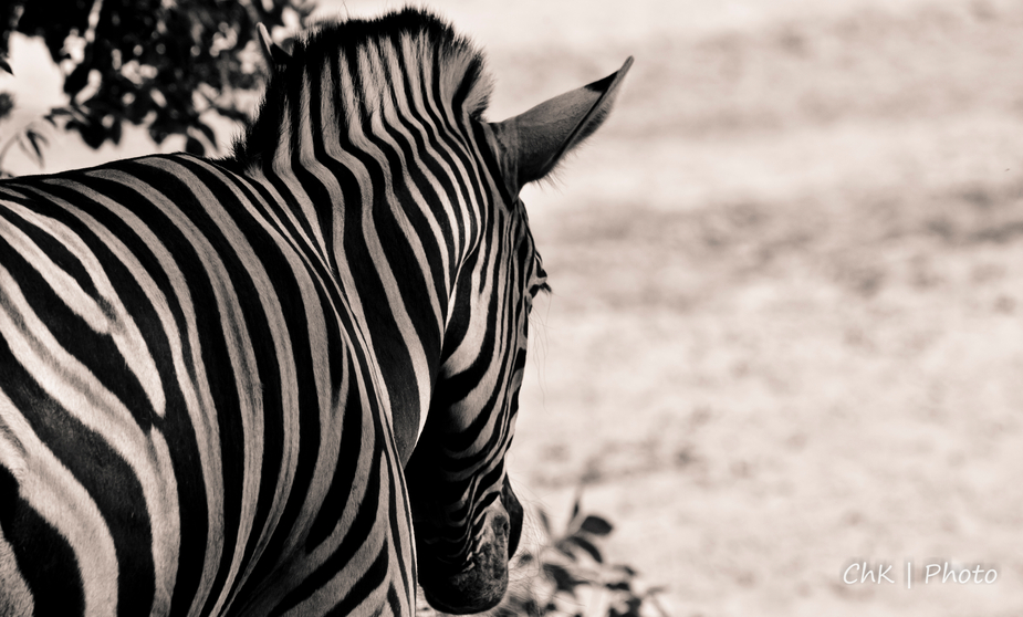 Zebra