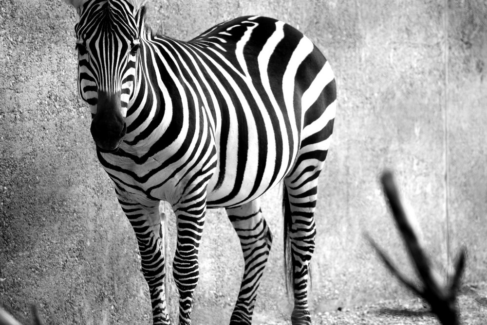 zebra