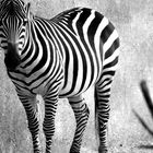 zebra