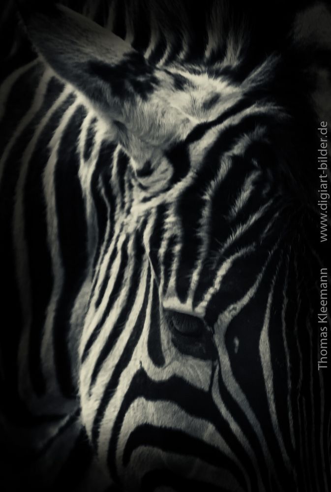 Zebra