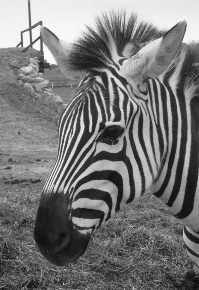 zebra