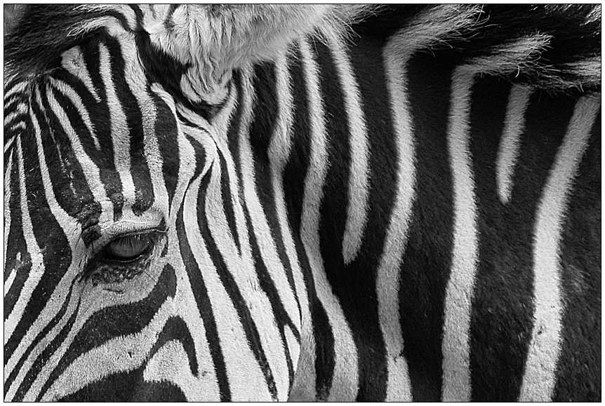 Zebra