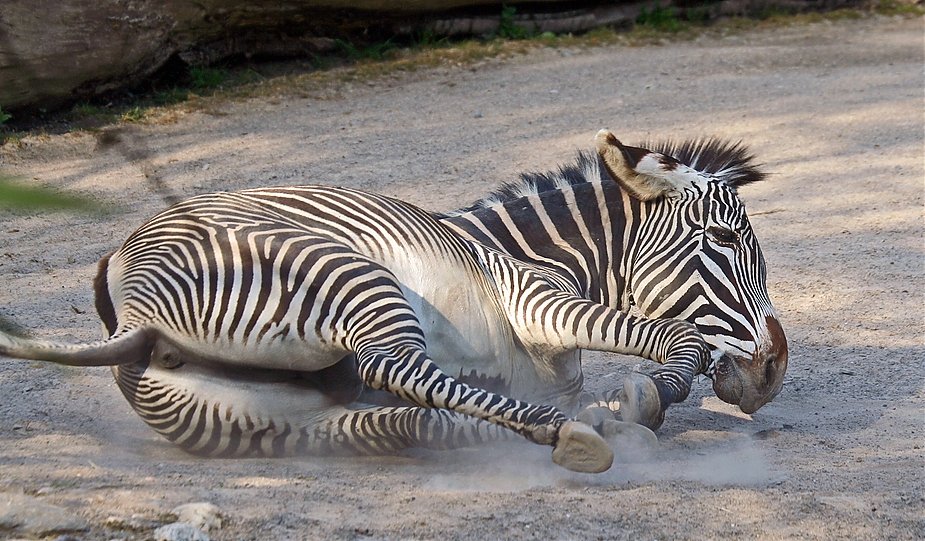 zebra 4