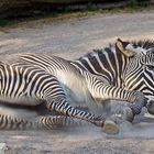 zebra 4