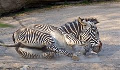 zebra 4
