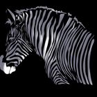 Zebra ?