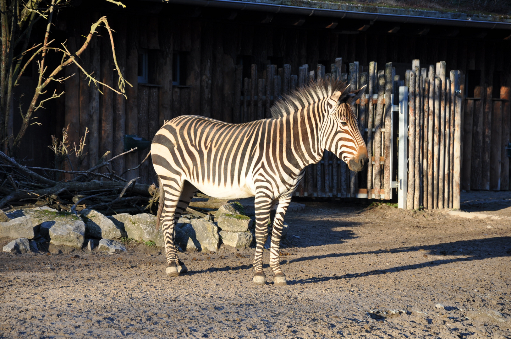 Zebra