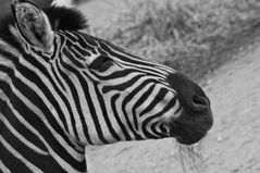 Zebra -
